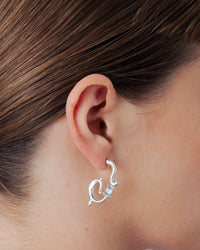 Belladonna radiculata